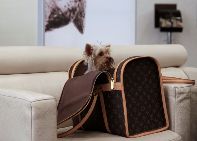 Viajando con tu mascota