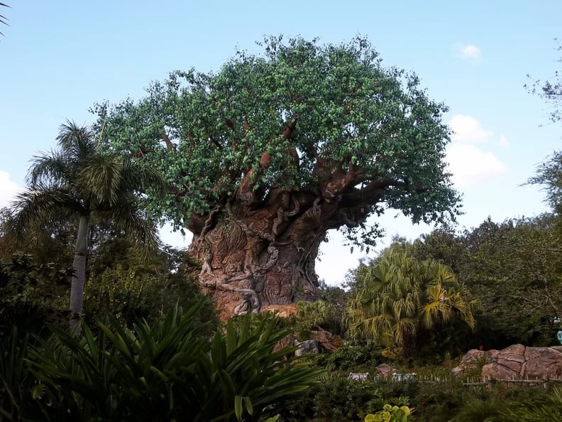 the-tree-of-life.jpg